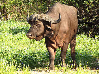 Selous Impala Camp: Büffel