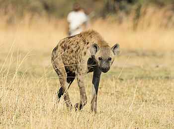 Shinde Footsteps: Tüpfelhyäne Shinde Footsteps: Tüpfelhyäne
