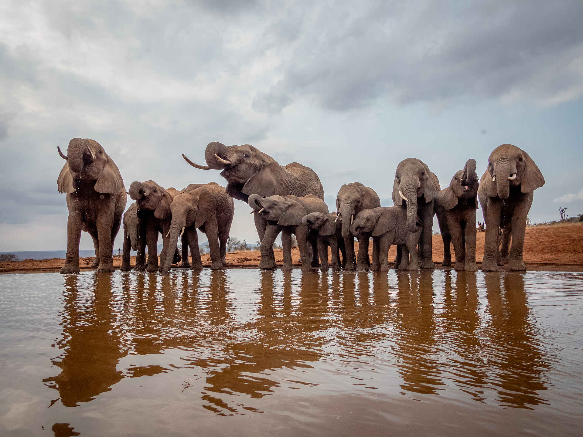 Soroi Cheetah Tented Camp: Elefanten an einer Wasserstelle