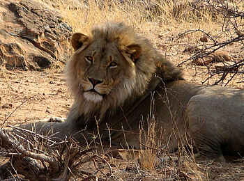 Tuli Safari Lodge Mashatu: Stattlicher Löwe
