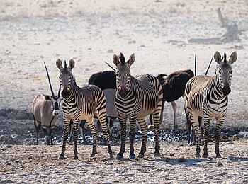 Wilderness Etosha Camp: Bergzebras und Oryxantilopen an einer Wasserstelle