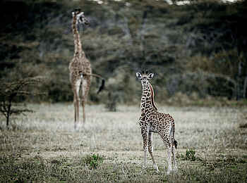 Legendary Mila Tented Camp: Babygiraffe