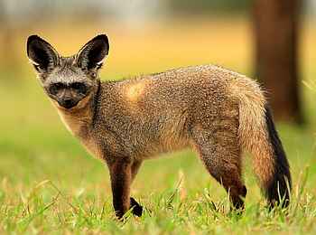 Legendary Mwiba Lodge: Löffelhund Legendary Mwiba Lodge: Löffelhund