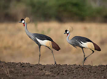 Nkonzi Bush Camp: Kranichpaar Nkonzi Bush Camp: Kranichpaar