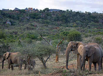Ol Malo: Elefanten vor der Lodge