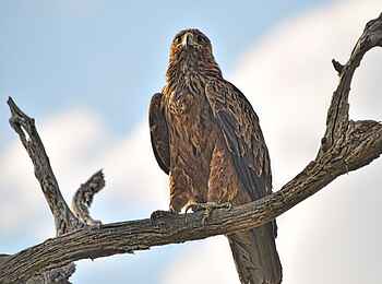 Somalisa Acacia Camp: Juvenile Bateleur Eagle
