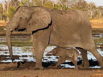 Tuludi Camp: Elefantenkuh mit Kalb Tuludi Camp: Elefantenkuh mit Kalb