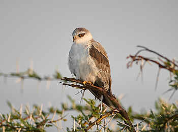 Wilderness Mara Camp: Gleitaar