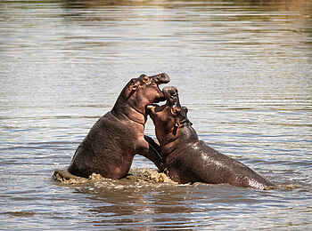 andBeyond Grumeti Serengeti River Lodge: Nilpferde im Wasser andBeyond Grumeti Serengeti River Lodge: Nilpferde im Wasser