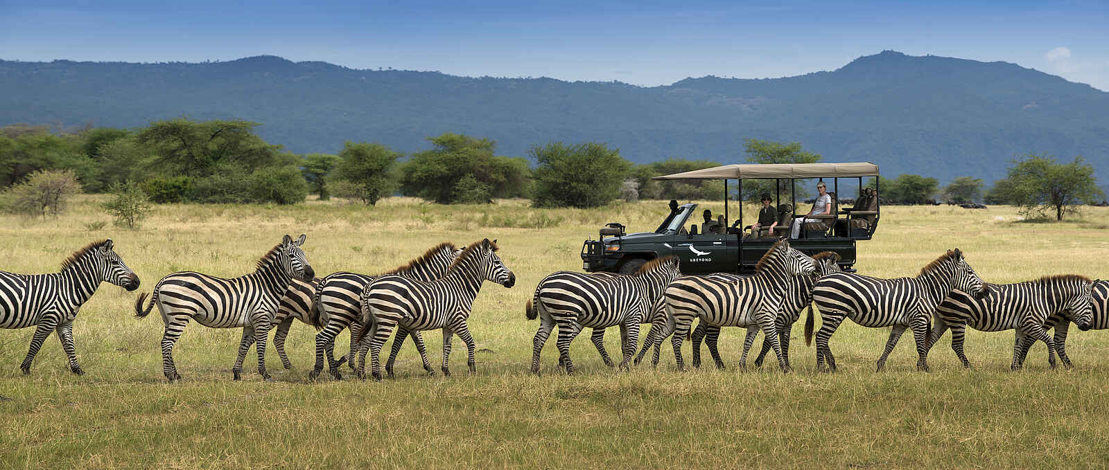 andBeyond Lake Manyara Tree Lodge: Begegnung mit Zebras bei einer Pirschfahrt andBeyond Lake Manyara Tree Lodge: Begegnung mit Zebras bei einer Pirschfahrt