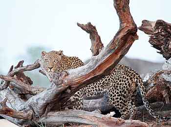 Camp Hwange: Leopard am Wasserloch