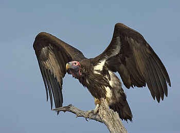 Camp Kalahari: Ohrengeier