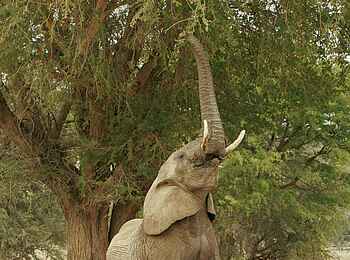 Doro Nawas: Griff nach oben