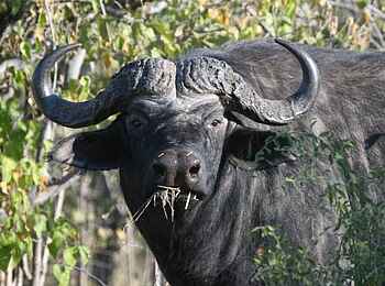 Edo's Camp: Kaffernbüffel beim Essen Edo's Camp: Kaffernbüffel beim Essen