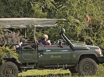 Encounter Mara Camp: Löwenbegegnung Encounter Mara Camp: Löwenbegegnung
