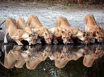 Forest Chem Chem: Ein Löwenrudel trinkt am Wasserloch Forest Chem Chem: Ein Löwenrudel trinkt am Wasserloch