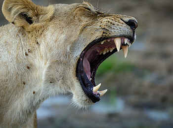 Jabali Ridge Camp: Natur hautnah Jabali Ridge Camp: Natur hautnah