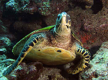 Kinasi Lodge: Eine Meeresschildkröte Kinasi Lodge: Eine Meeresschildkröte