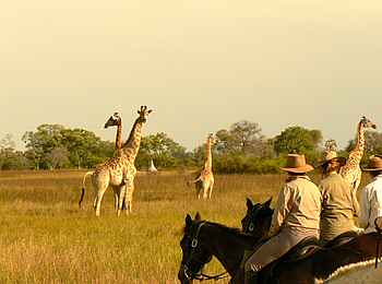 Kujwana Camp: Giraffen-Beobachtung