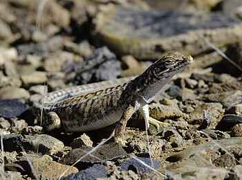 Kulala Desert Lodge: Anchietas-Wüsteneidechse