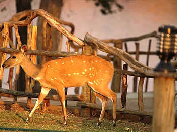 Leopard Lodge: Bushbuck