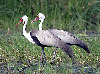 Leopard Lodge: Klunkerkraniche