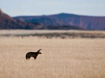 Little Kulala Lodge: Seltener Löffelhund Little Kulala Lodge: Seltener Löffelhund