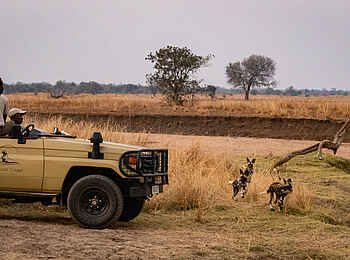 Luambe Horizons Camp: Eine Wildhund Begegnung bei einer Pirschfahrt