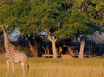 Macatoo Camp: Giraffe vor Gästezelt