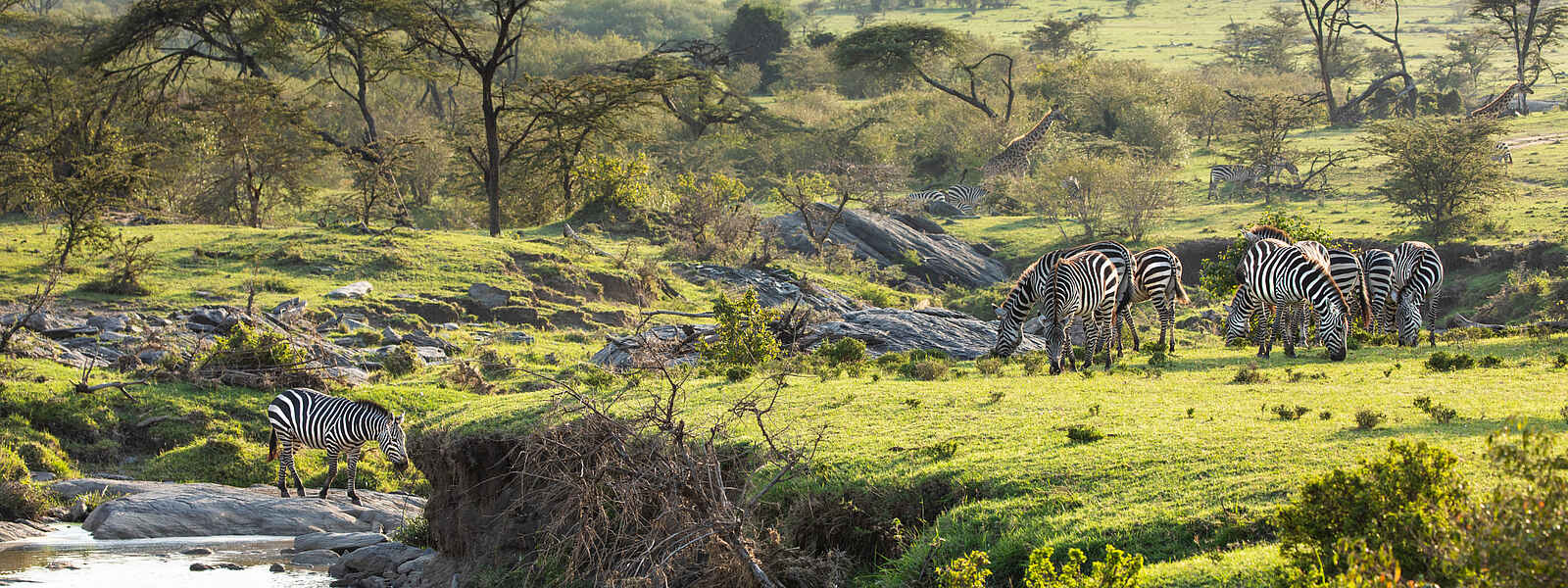Mara Nyika Camp: Zebras Mara Nyika Camp: Zebras
