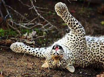 Motswari Game Lodge: Verspielte Großkatze