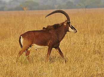 Mukambi Fig Tree Bush Camp: Eine Schwarzantilope im Busch