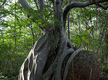 Mumbo Island Camp: Rock Fig Tree