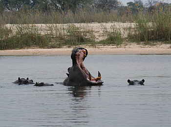 Ndhovu Safari Lodge: Nilpferdrachen im Okavango Ndhovu Safari Lodge: Nilpferdrachen im Okavango