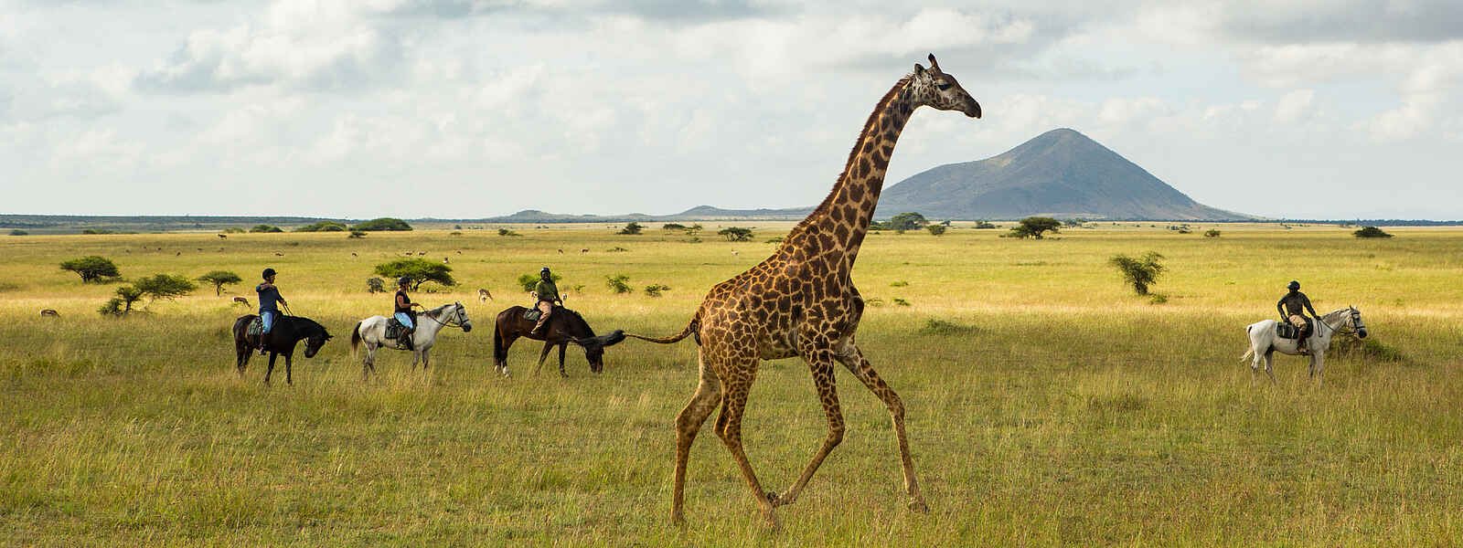 Ol Donyo Lodge: Giraffen-Begegnung hoch zu Ross Ol Donyo Lodge: Giraffen-Begegnung hoch zu Ross