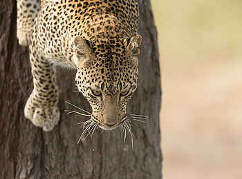 The Retreats at Namiri Plains Camp: Leopard steigt ab The Retreats at Namiri Plains Camp: Leopard steigt ab