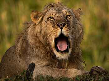 Singita Faru Faru: Gähnender Löwe