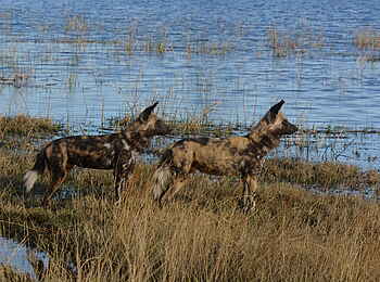 Bushman Plains Camp: Wildhunde Bushman Plains Camp: Wildhunde