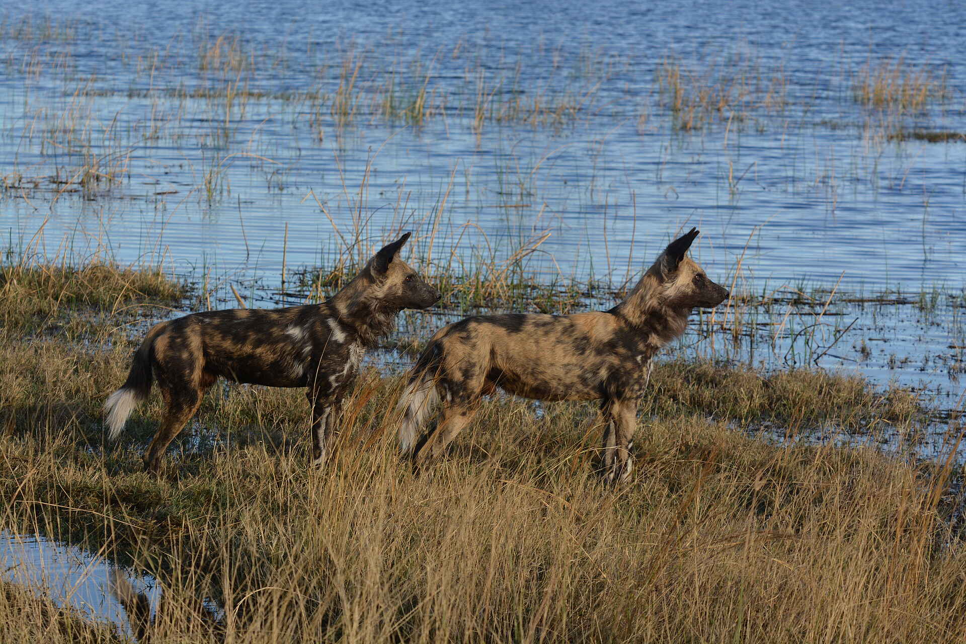 Bushman Plains Camp: Wildhunde Bushman Plains Camp: Wildhunde