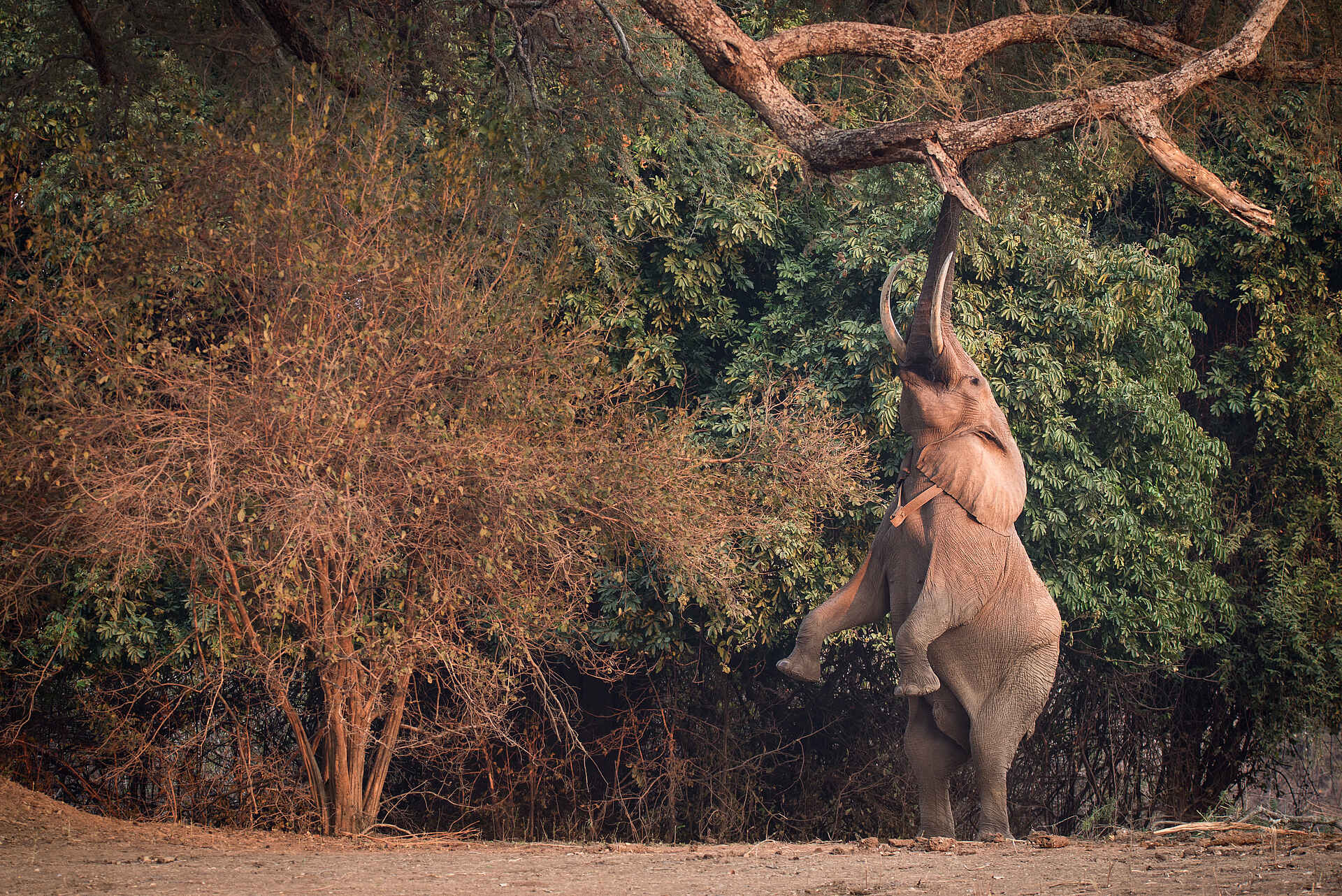 Chikwenya Camp: Auf 2 Beinen stehender Elefant Chikwenya Camp: Auf 2 Beinen stehender Elefant