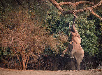 Chikwenya Camp: Auf 2 Beinen stehender Elefant