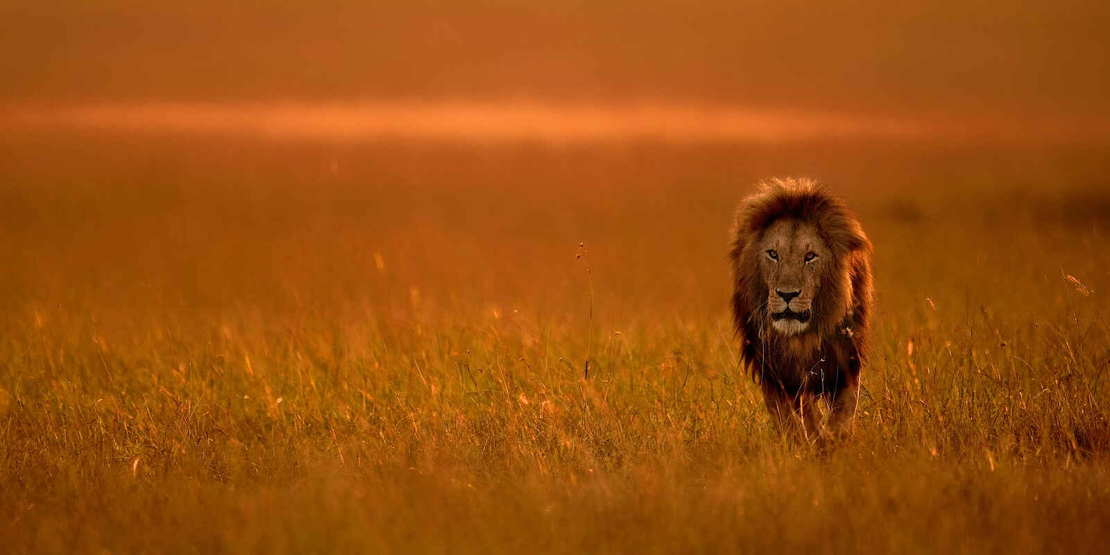Entim Masai Mara: Löwe im Abendlicht Entim Masai Mara: Löwe im Abendlicht