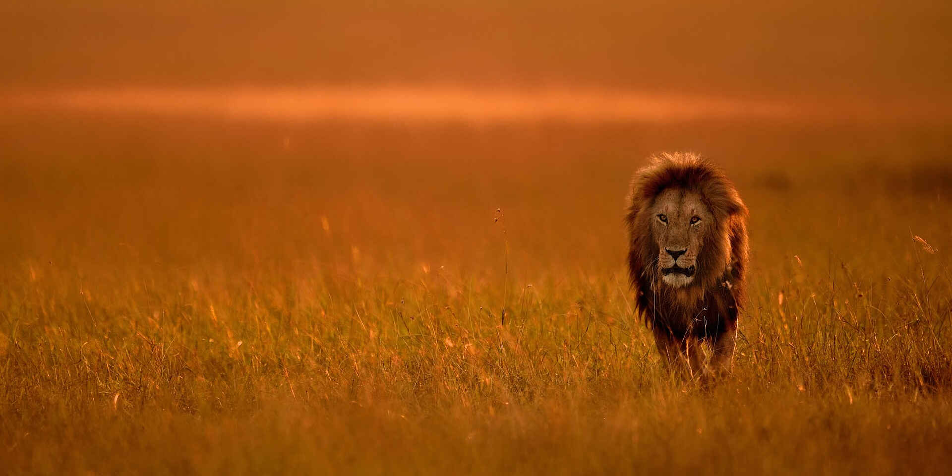 Entim Masai Mara, Mara National Reserve, Africa Eco Adventures, Aktivitäten, Game Drive, Pirschfahrt, Tiere, Vögel, Löwe, Panthera Leo, Abendlicht, Afrikarma, Afrikarma Safaris, Afrikarma Safaris - Wildnis. Hautnah., Afrikarma.de