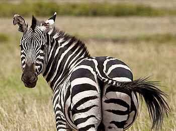 Giraffe Manor: Zebra in Nairobi National Park Giraffe Manor: Zebra in Nairobi National Park