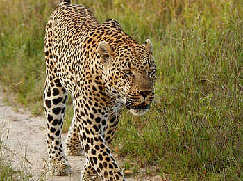 Londolozi Varty Camp: Ein eleganter Leopard