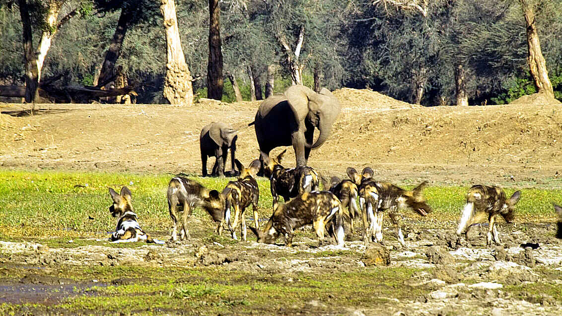 Kanga Expeditions: Wildhundrudel Kanga Expeditions: Wildhundrudel