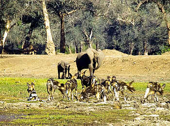 Kanga Expeditions: Wildhundrudel