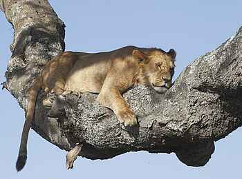 Olare Mara Kempinski: Löwin im Baum