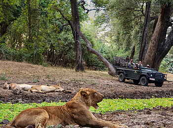 Time + Tide Chinzombo: Ein Löwe aus der Nähe