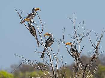 Verney's Camp: Yellow Hornbills